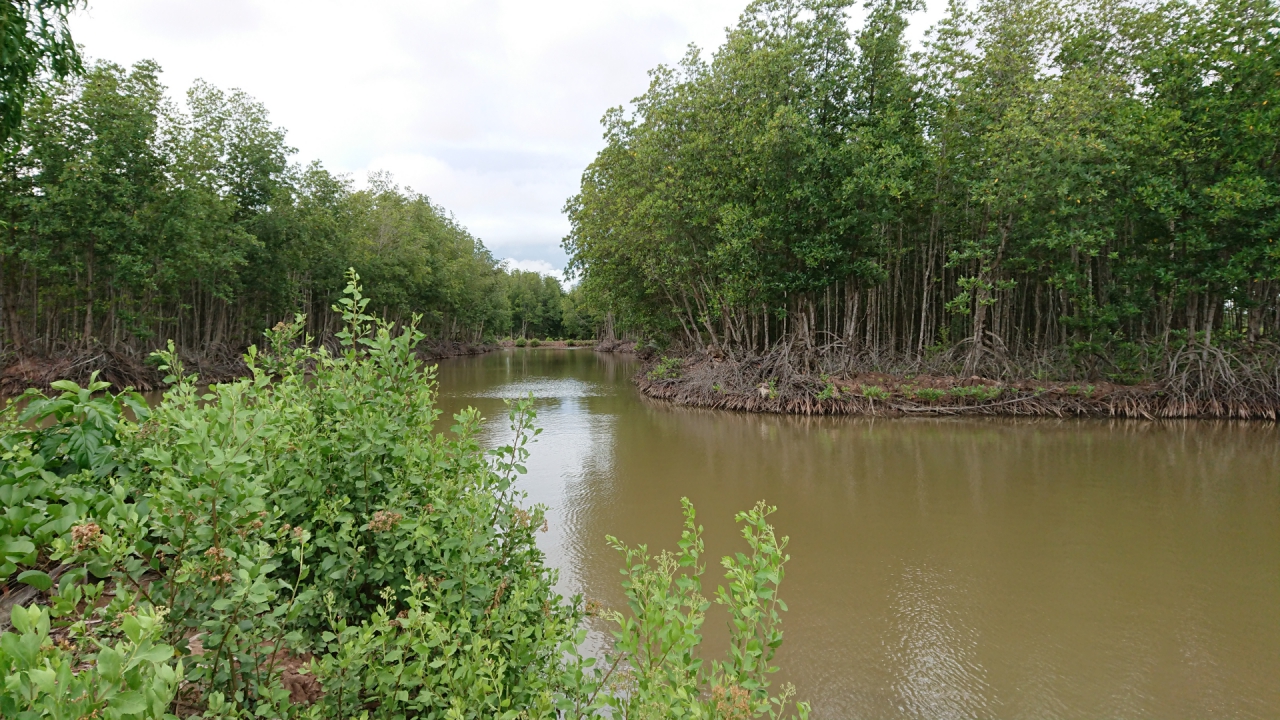Tác động của chính sách giao quyền đối với quản lý rừng ngập mặn ở đồng bằng sông Cửu Long