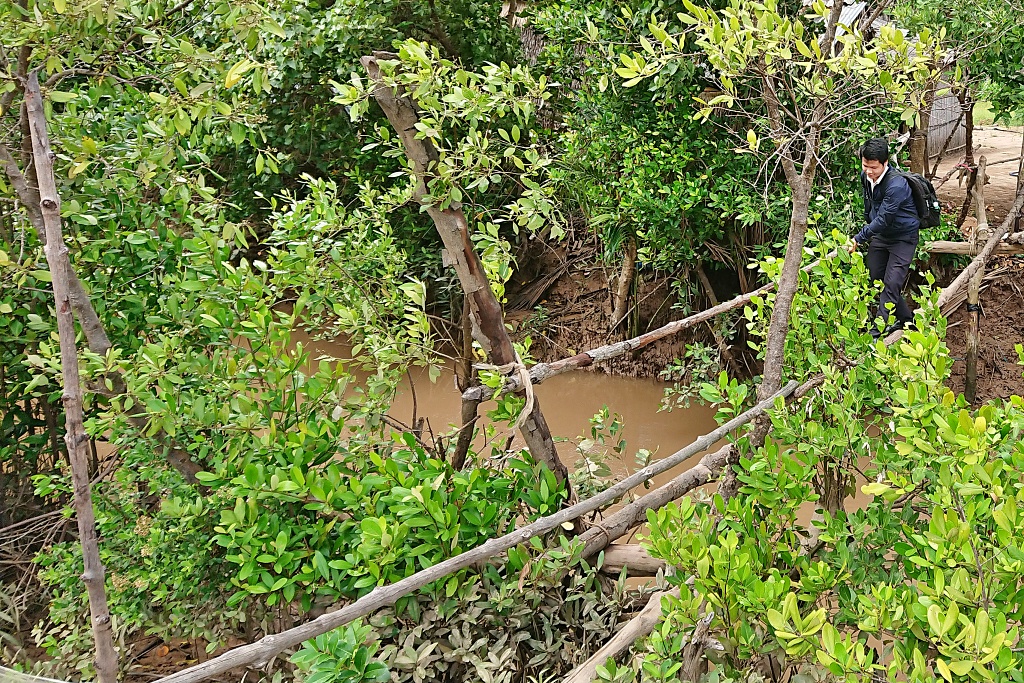 Tác động trái chiều của việc phá rừng ngập mặn đến năng suất và rủi ro trong ngành nuôi tôm – Dẫn chứng từ Việt Nam