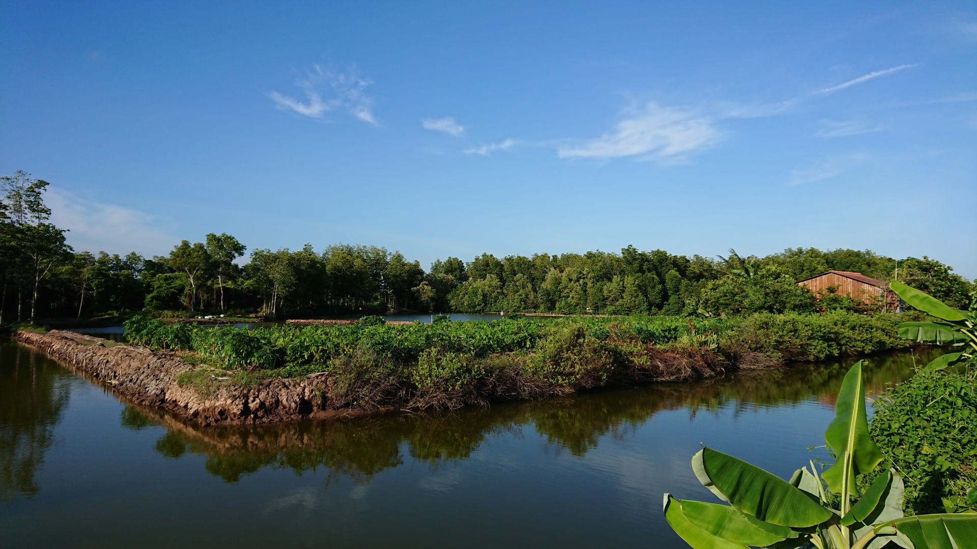 Phân tích hệ sinh thái rừng ngập mặn đối với nuôi trồng thủy sản ở Việt Nam